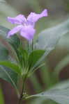 Carolina wild petunia